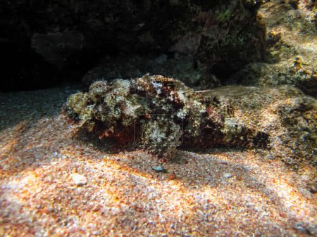 Synanceia horrida, the estuarine stonefish, hollow-cheek stonefish, horrid stonefish, rough stonefish or true stonefish in the Red Sea coral reef. Undersea world