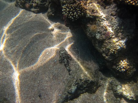 Synanceia horrida, Steinfische in der Mündung, Hohlwangen-Steinfische, schreckliche Steinfische, raue Steinfische oder echte Steinfische im Korallenriff des Roten Meeres. Unterwasserwelt