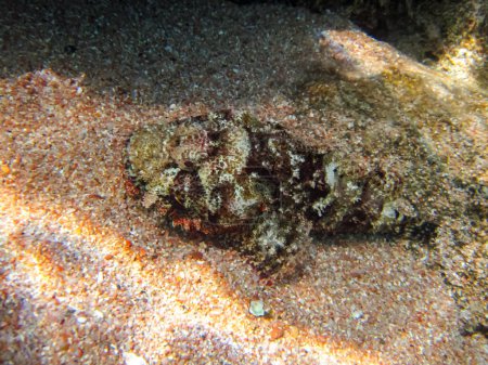 Synanceia horrida, le poisson-pierre estuarien, le poisson-pierre à joue creuse, le poisson-pierre horrible, le poisson-pierre rugueux ou le vrai poisson-pierre dans le récif corallien de la mer Rouge. Monde sous-marin
