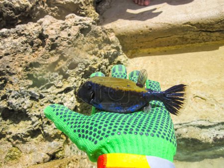 Body-cube or Ostracion cubicus on the hand. We caught a fish near the shore of the Red Sea.