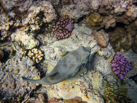 Pez erizo de espinas largas o Hystrix Diodon en las extensiones del arrecife de coral del Mar Rojo. Mundo submarino. Peces marinos.