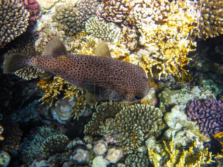 Long-spined hedgehog fish or Diodon hystrix in the expanses of the coral reef of the Red Sea. Undersea world. Sea fish.