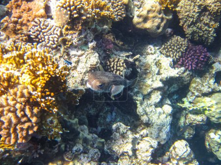 Foto de Pez erizo de espinas largas o Hystrix Diodon en las extensiones del arrecife de coral del Mar Rojo. Mundo submarino. Peces marinos. - Imagen libre de derechos