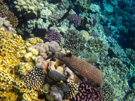 Téléchargez les photos : Poisson hérisson à longues épines ou Diodon hystrix dans les étendues du récif corallien de la mer Rouge. Monde sous-marin. Poissons de mer. - en image libre de droit