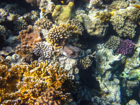 Téléchargez les photos : Poisson hérisson à longues épines ou Diodon hystrix dans les étendues du récif corallien de la mer Rouge. Monde sous-marin. Poissons de mer. - en image libre de droit