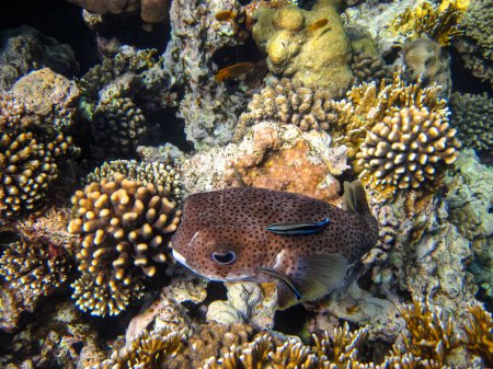 Long-spined hedgehog fish or Diodon hystrix in the expanses of the coral reef of the Red Sea. Undersea world. Sea fish.