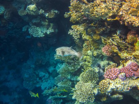 Pez erizo de espinas largas o Hystrix Diodon en las extensiones del arrecife de coral del Mar Rojo. Mundo submarino. Peces marinos.