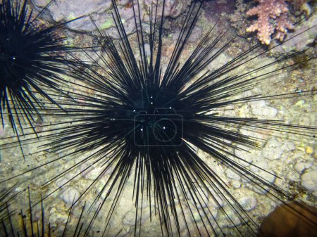 Sea urchin in the expanses of the coral reef of the Red Sea. Undersea world.