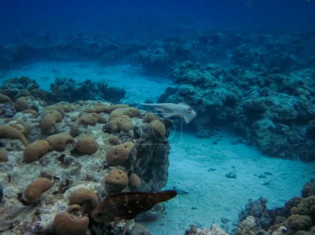 Linfma de Teniura o linfma de Taeniura en las extensiones del arrecife de coral del Mar Rojo. Mundo submarino. Mancha gris.