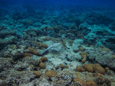 Teniura lymma oder Taeniura lymma in den Weiten des Korallenriffs des Roten Meeres. Unterwasserwelt. Stachelrochen.