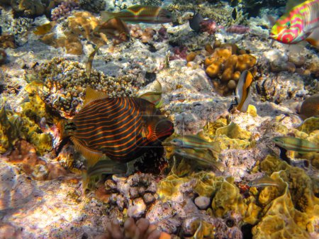 Orangestreifter Balistapus oder Balistapus undulatus in den Weiten des Korallenriffs des Roten Meeres. Unterwasserwelt. Meeresfisch.