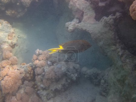 Sigans oder Pieds oder Siganus in den Weiten des Korallenriffs des Roten Meeres. Unterwasserwelt. Meeresfisch.