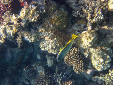 Téléchargez les photos : Plectorhinchus est un genre de poissons marins à nageoires rayées qui vit sur l'immense récif corallien de la mer Rouge. Monde sous-marin. Poissons de mer. - en image libre de droit