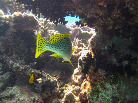 Téléchargez les photos : Plectorhinchus est un genre de poissons marins à nageoires rayées qui vit sur l'immense récif corallien de la mer Rouge. Monde sous-marin. Poissons de mer. - en image libre de droit