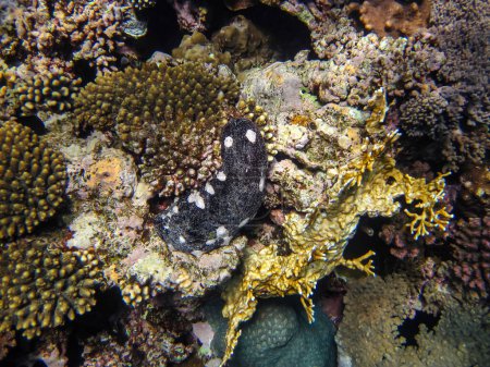 Holothuria (Microthele) nobilis, der schwarze Teatfisch im Korallenriff des Roten Meeres