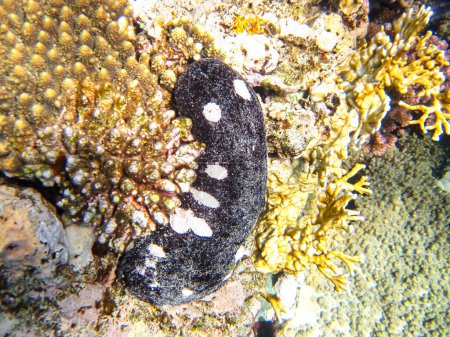 Holothuria (Microthele) nobilis, the black teatfish in the Red Sea coral reef