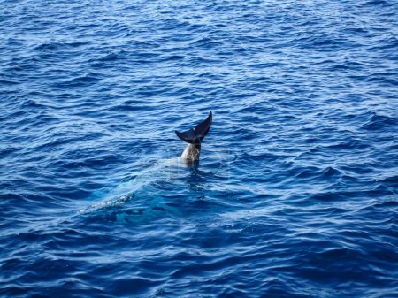 Der Schwanz eines Delfins ragt im Roten Meer aus dem Wasser