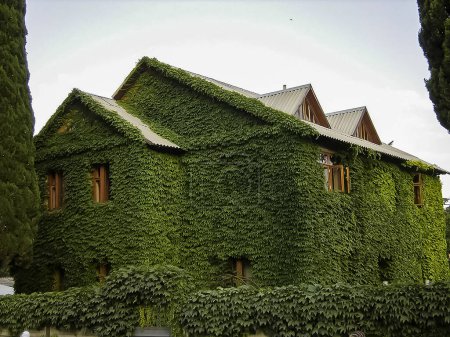The house is overgrown with green wild ivy in the village of Rybachye, Crimea