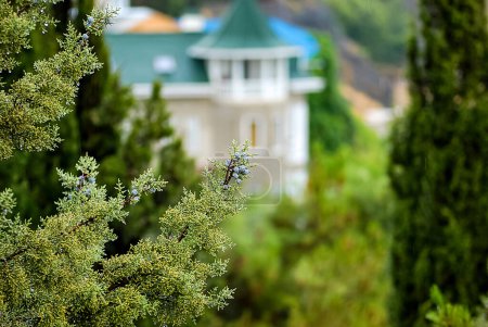 A young cypress cone against the background of a hotel in the Crimean mountains