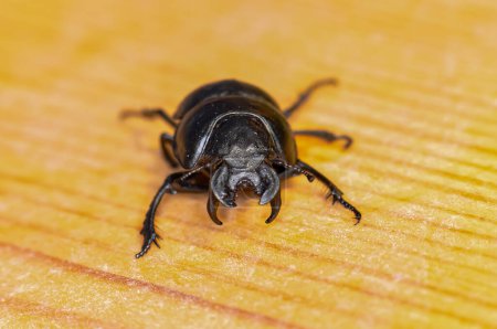 Macro foto de escarabajo negro Kravchik o Lethrus