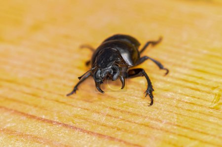 Makroaufnahme des schwarzen Käfers Kravchik oder Lethrus