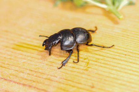 Macro photo du scarabée noir Kravchik ou Lethrus