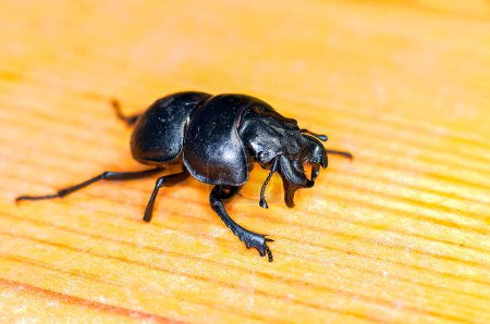 Macro photo du scarabée noir Kravchik ou Lethrus