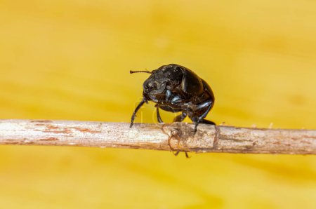 Macro foto de escarabajo negro Kravchik o Lethrus