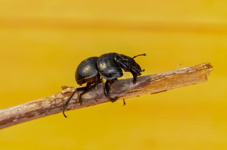 Macro photo of black beetle Kravchik or Lethrus