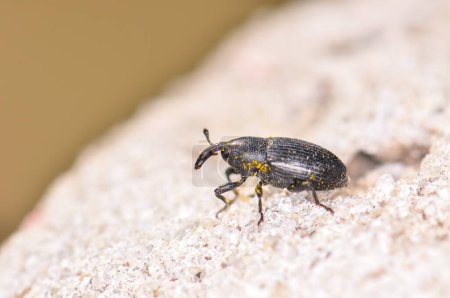 Makroaufnahme des schwarzen Käfers Der Maisrüssler oder Sitophilus zeamais