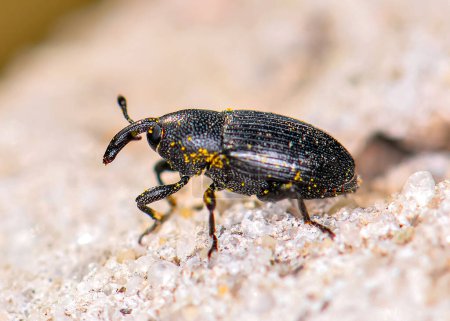Macro foto del escarabajo negro El picudo de maíz o Sitophilus zeamais