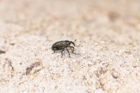 Makroaufnahme des schwarzen Käfers Der Maisrüssler oder Sitophilus zeamais