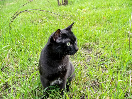Un chat noir aux cheveux lisses marche dans un parc de la ville de Kharkov.