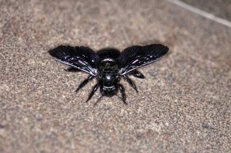 A purple carpenter bee, or a purple carpenter bumblebee, or Xylocopa violacea sits on the floor. Macro photo of an insect.