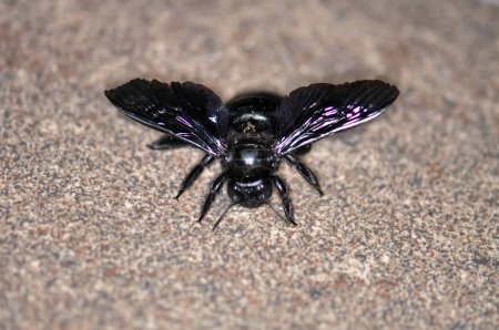 A purple carpenter bee, or a purple carpenter bumblebee, or Xylocopa violacea sits on the floor. Macro photo of an insect.