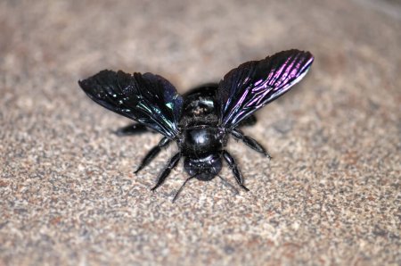 Una abeja carpintero púrpura, o un abejorro carpintero púrpura, o Xylocopa violacea se sienta en el suelo. Macro foto de un insecto.