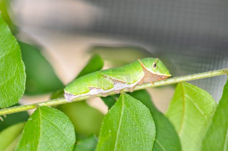 The Papilio garamas caterpillar crawls along a green branch. Larvae of the Swallowtail Butterfly