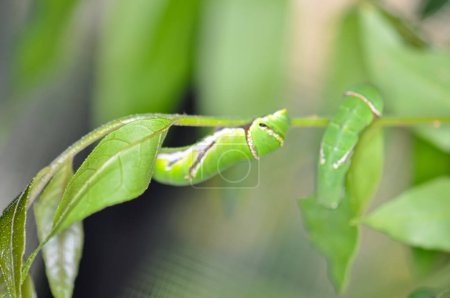 The Papilio garamas caterpillar crawls along a green branch. Larvae of the Swallowtail Butterfly