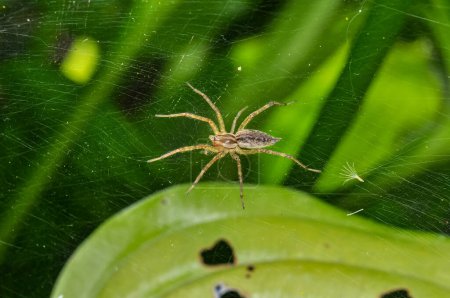 Agelenopsis aperta or desert grass spider, macro photo.
