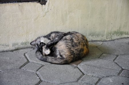 The cat is resting on the street of a European city.