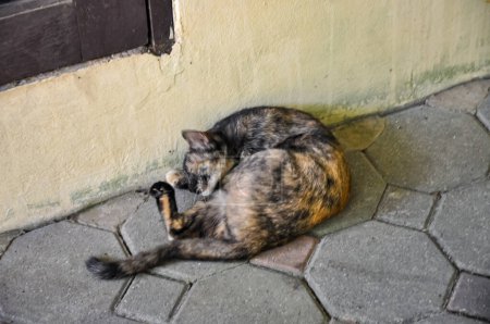 The cat is resting on the street of a European city.