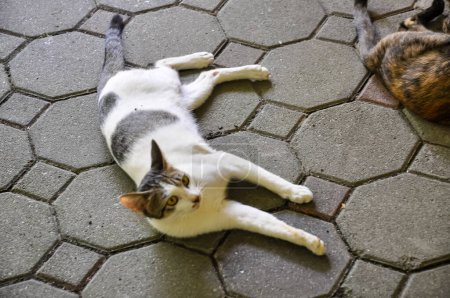 El gato está descansando en la calle de una ciudad europea.