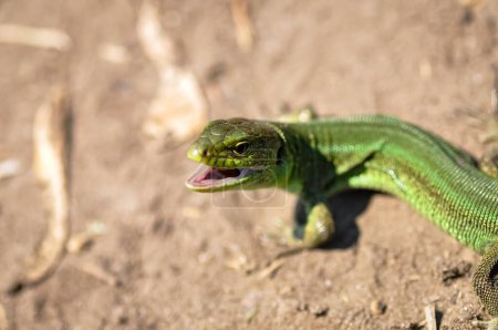 Retrato de un lagarto verde sobre la arena