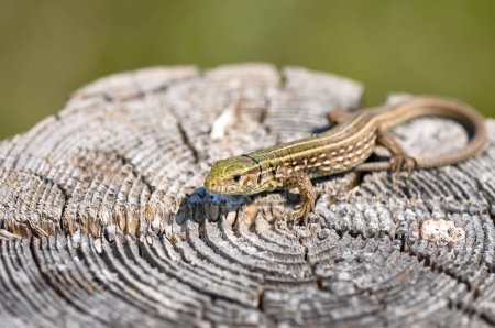 Retrato de un lagarto gris-verde al aire libre