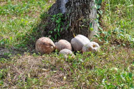 Kokosnüsse liegen auf dem Boden unter einer Palme