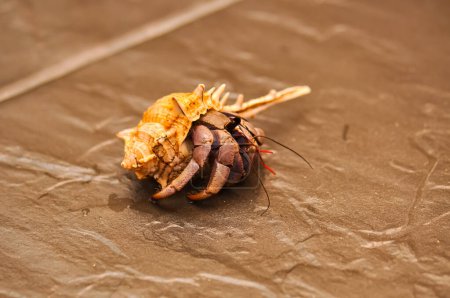 A hermit crab with a beautiful shell walks on the ocean beach on Phuket island in Thailand.