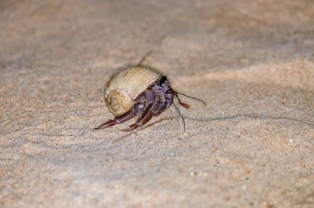 A hermit crab with a beautiful shell walks on the ocean beach on Phuket island in Thailand.