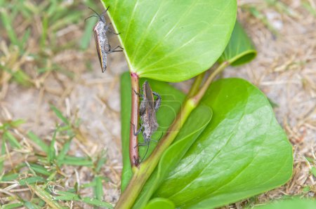 Pentatomomorpha sitting on a green branch on Phuket island in Thailand