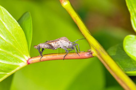 Pentatomomorpha sitting on a green branch on Phuket island in Thailand