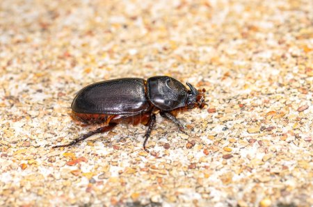 Macro photo of a black beetle called Oryctes rhinoceros